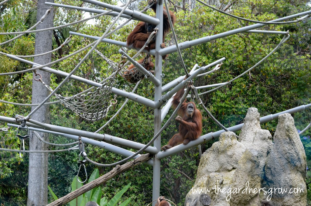 monkeys at the san diego zoo