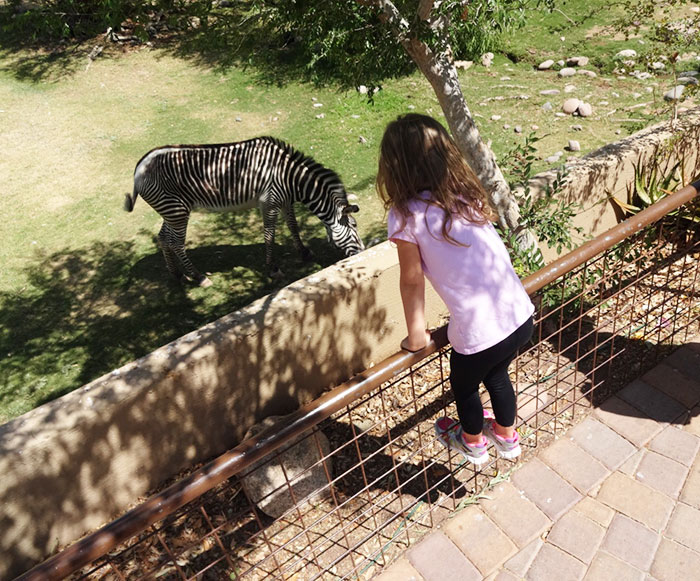 Zebra at the Phoenix Zoo