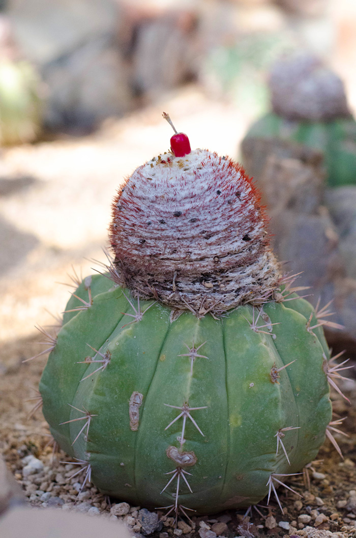 Barrel cactus at Boyce Thompson Arboretum